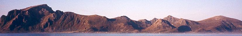 Skogsøya